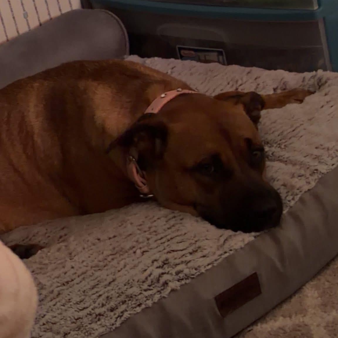 Enlarge Goose , an adoptable mixed breed in Charleston , WV image 4/4