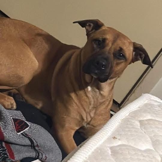 Goose , adoptable, Young Female Pit Bull Terrier.