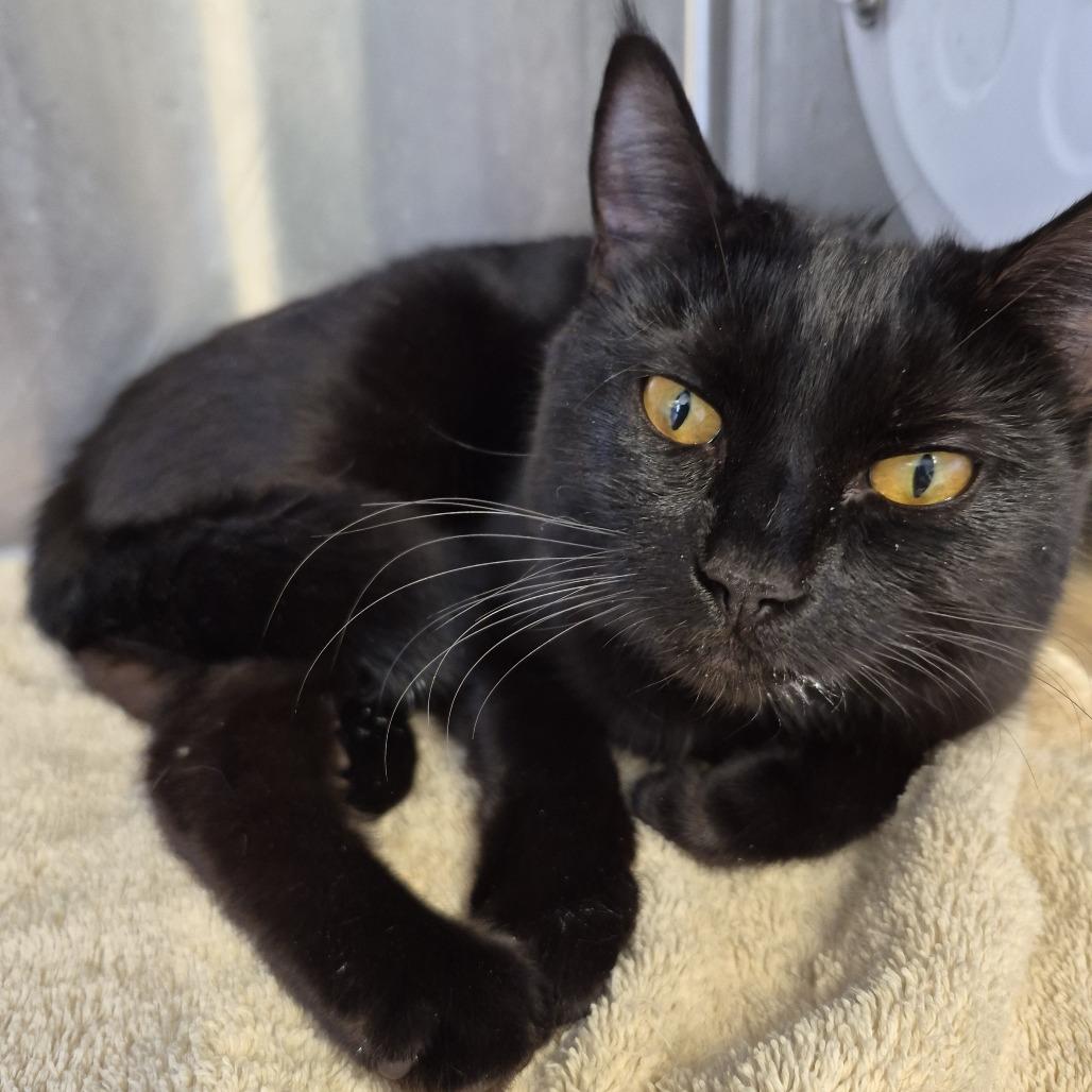 Enlarge Blueberry, a Adoptable Domestic Short Hair in Natick, MA image 1/1