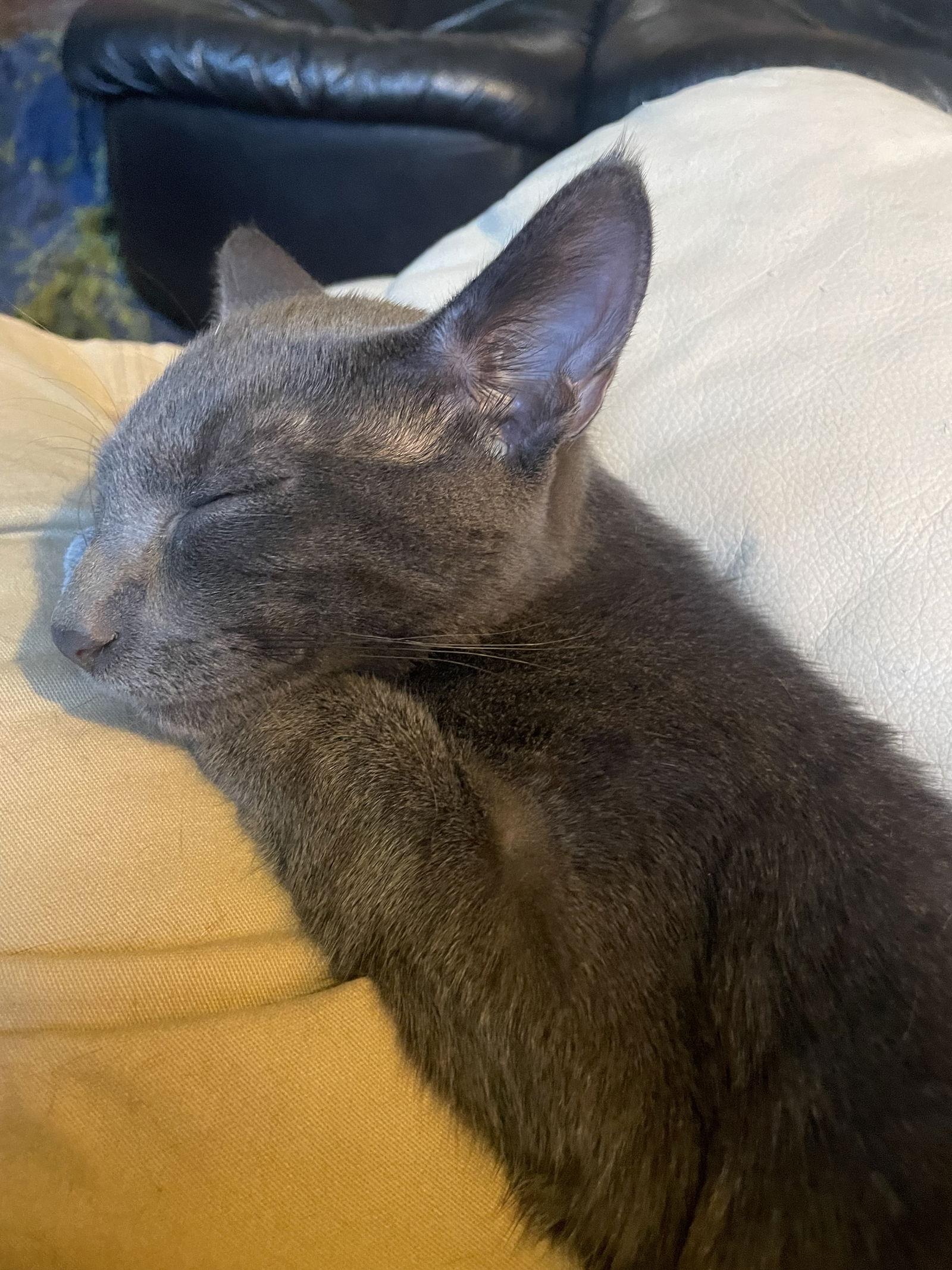 Enlarge Lil Blue, a Adopted American Shorthair in Eureka, MO image 1/3