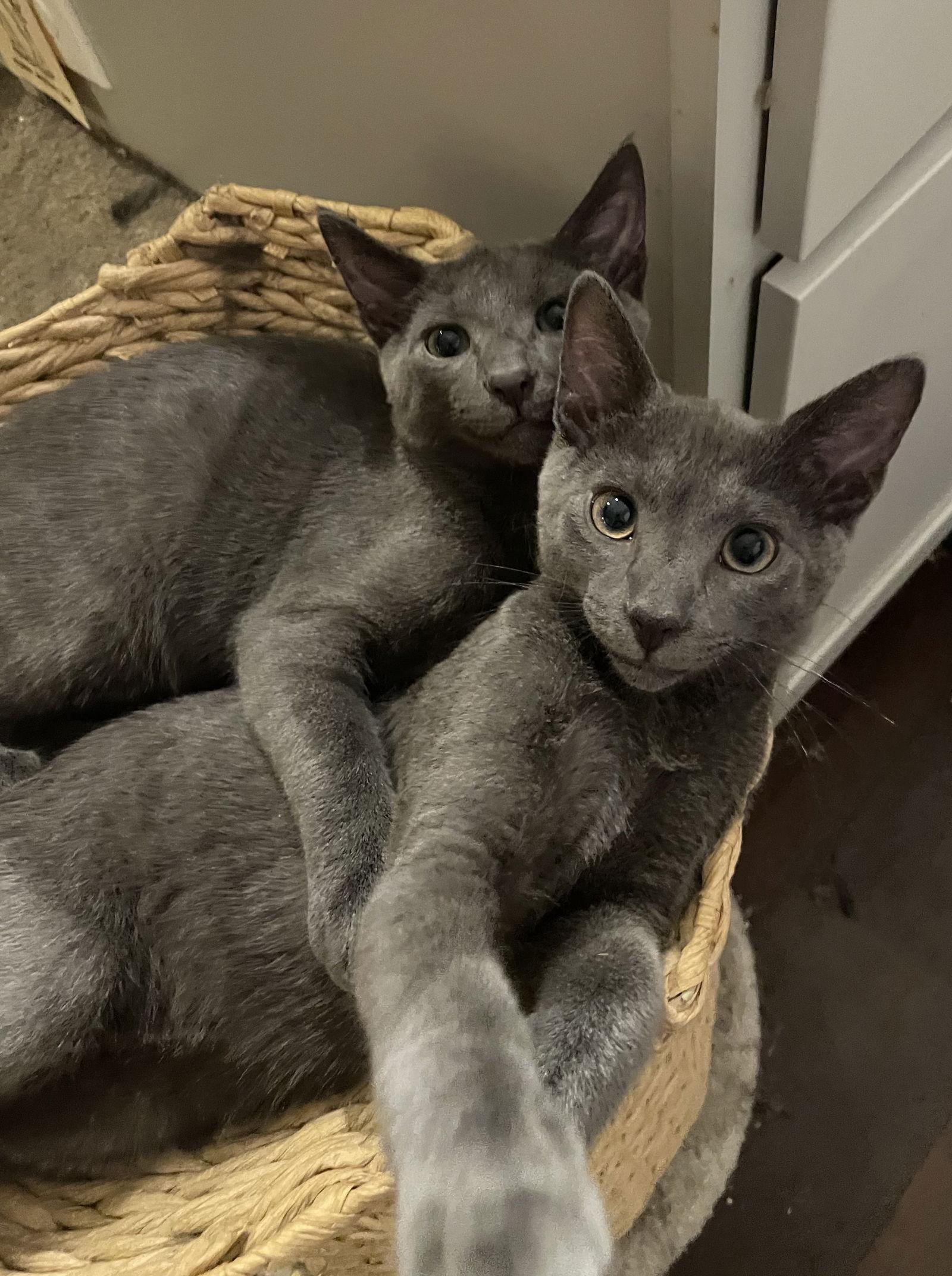 Enlarge Lil Blue, a Adopted American Shorthair in Eureka, MO image 2/3