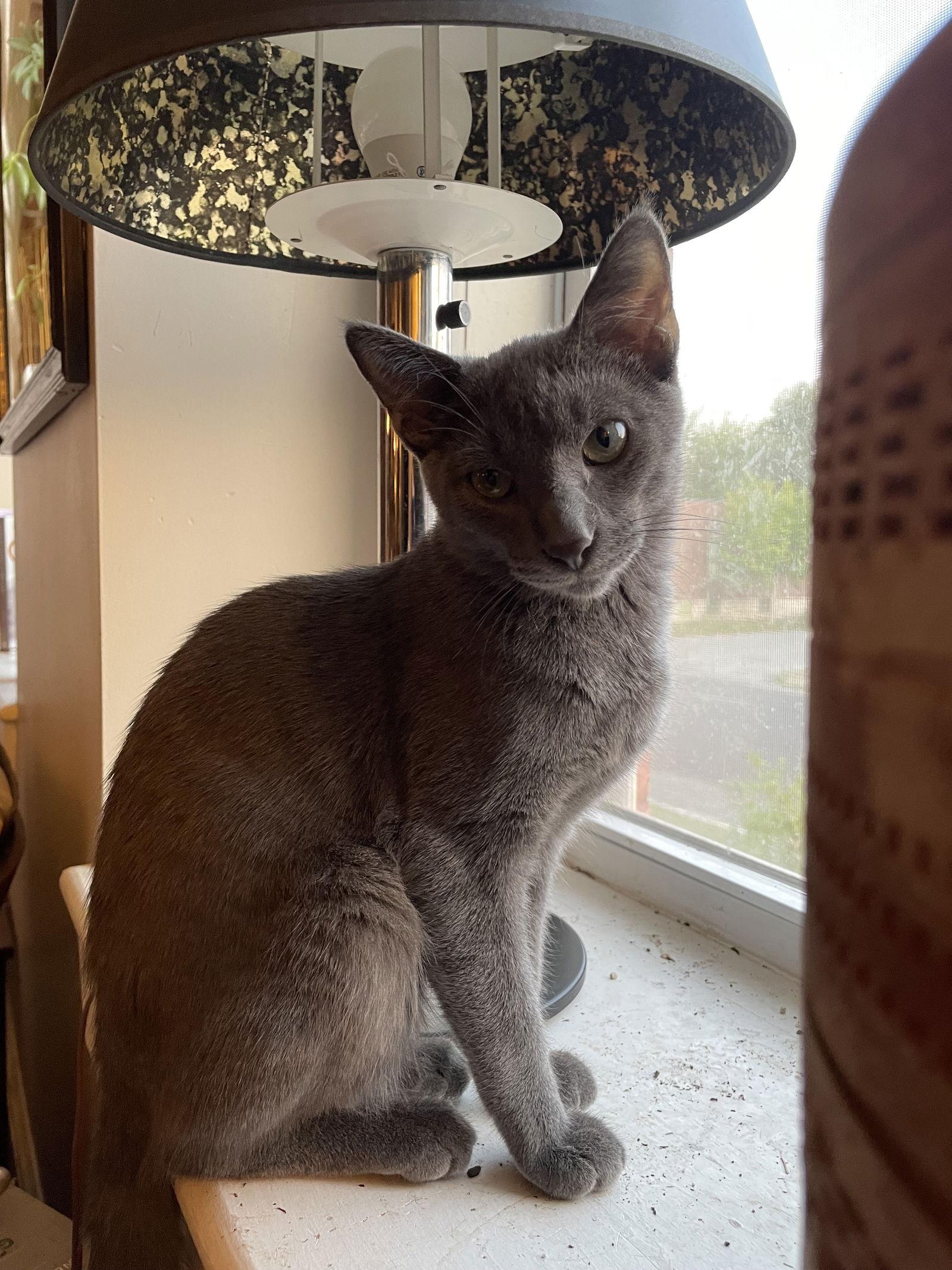 Enlarge Lil Blue, a Adopted American Shorthair in Eureka, MO image 3/3