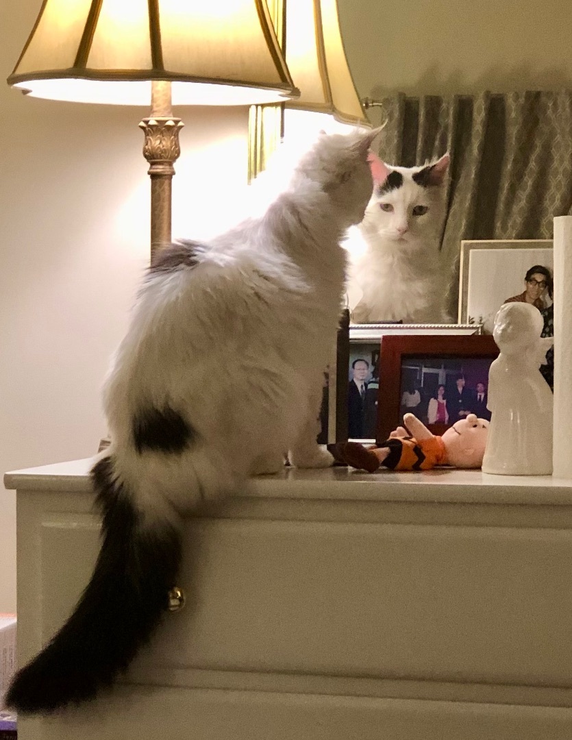 Wyatt, Adopted, Adult Male Domestic Long Hair & Maine Coon.