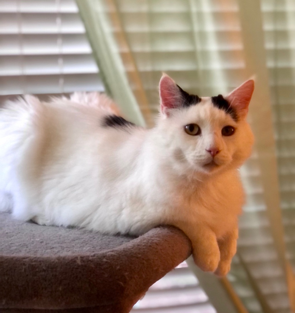 Enlarge Wyatt, a Adopted mixed breed in SIMPSONVILLE, SC image 2/7