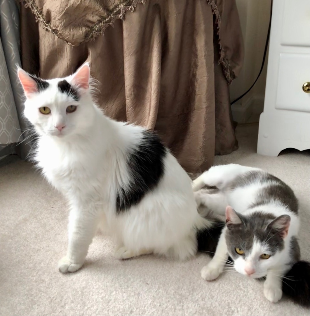 Enlarge Wyatt, a Adopted mixed breed in SIMPSONVILLE, SC image 4/7