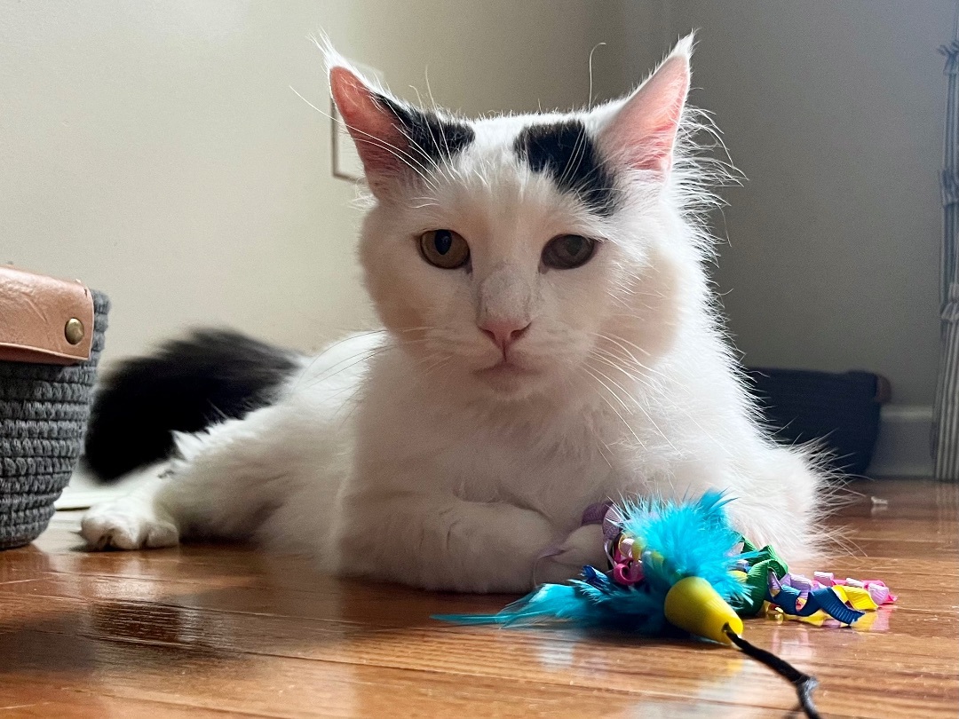 Enlarge Wyatt, a Adopted mixed breed in SIMPSONVILLE, SC image 6/7