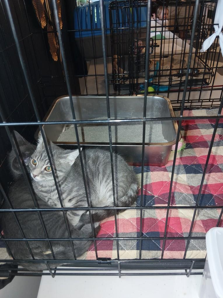 Enlarge Velcro and Hitchy(courtesy post), a Adoptable American Shorthair in Dayton, MD image 2/2