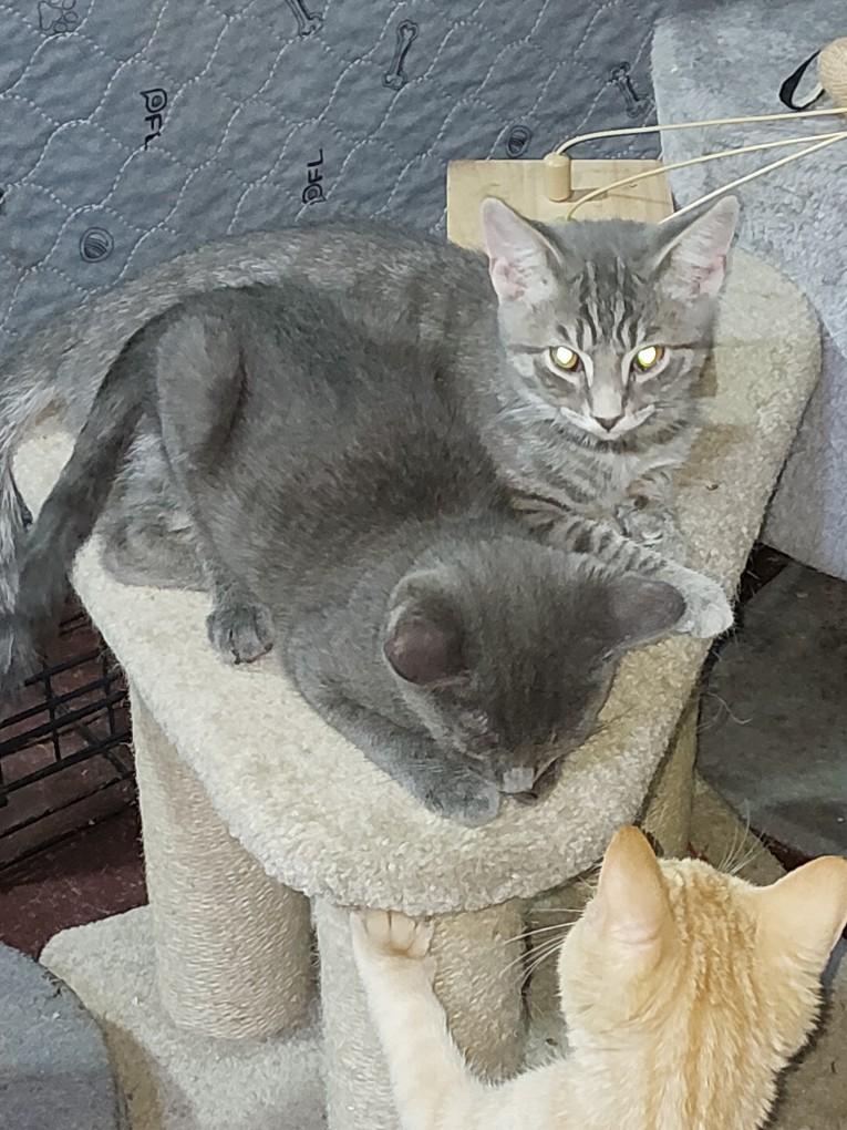 Enlarge Velcro and Hitchy(courtesy post), a Adoptable American Shorthair in Dayton, MD image 1/2