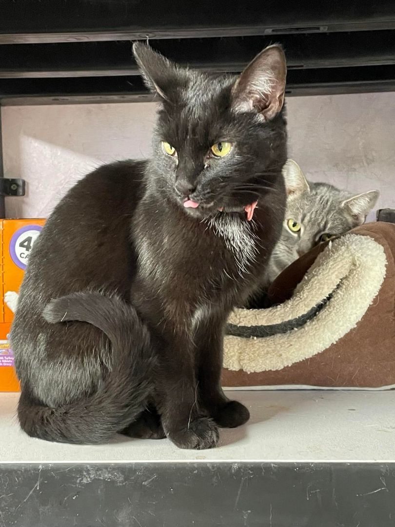 Stella Jones, Adoptable, Young Female Domestic Short Hair.