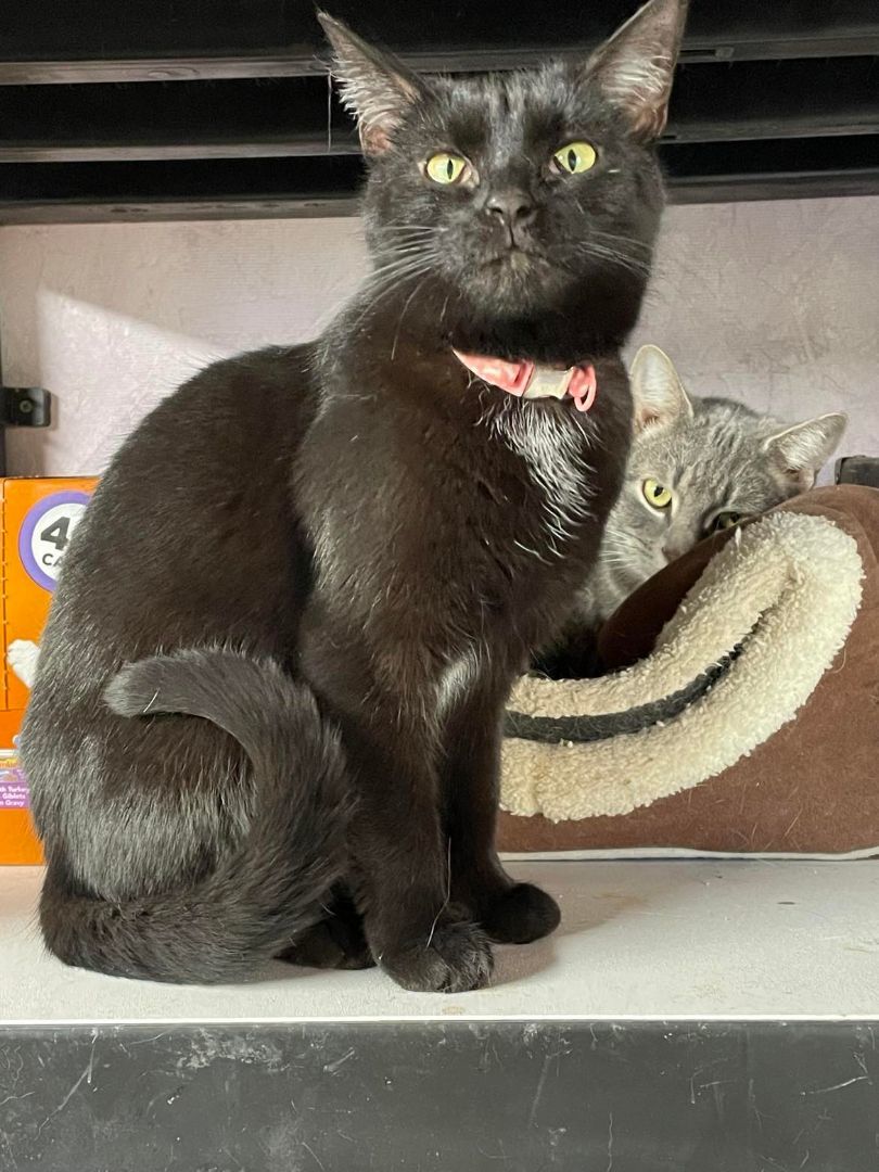 Enlarge Stella Jones, a Adoptable mixed breed in Indianapolis, IN image 2/4