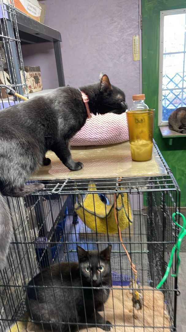 Enlarge Stella Jones, a Adoptable mixed breed in Indianapolis, IN image 3/4