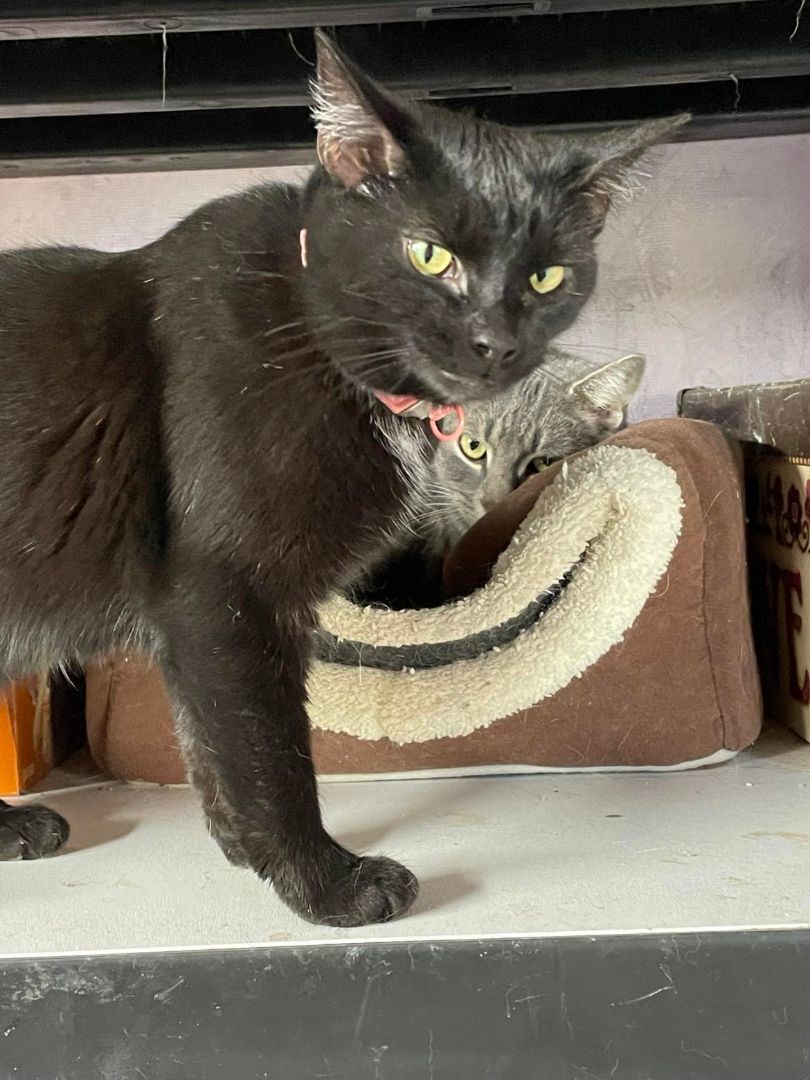 Enlarge Stella Jones, a Adoptable mixed breed in Indianapolis, IN image 4/4