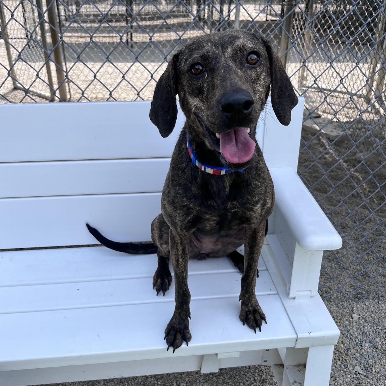 Enlarge Macchiato, a Adoptable mixed breed in West Jefferson, OH image 2/5