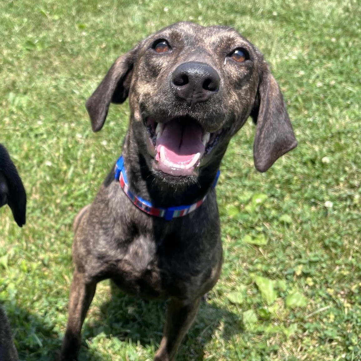 Enlarge Macchiato, a Adoptable mixed breed in West Jefferson, OH image 4/5
