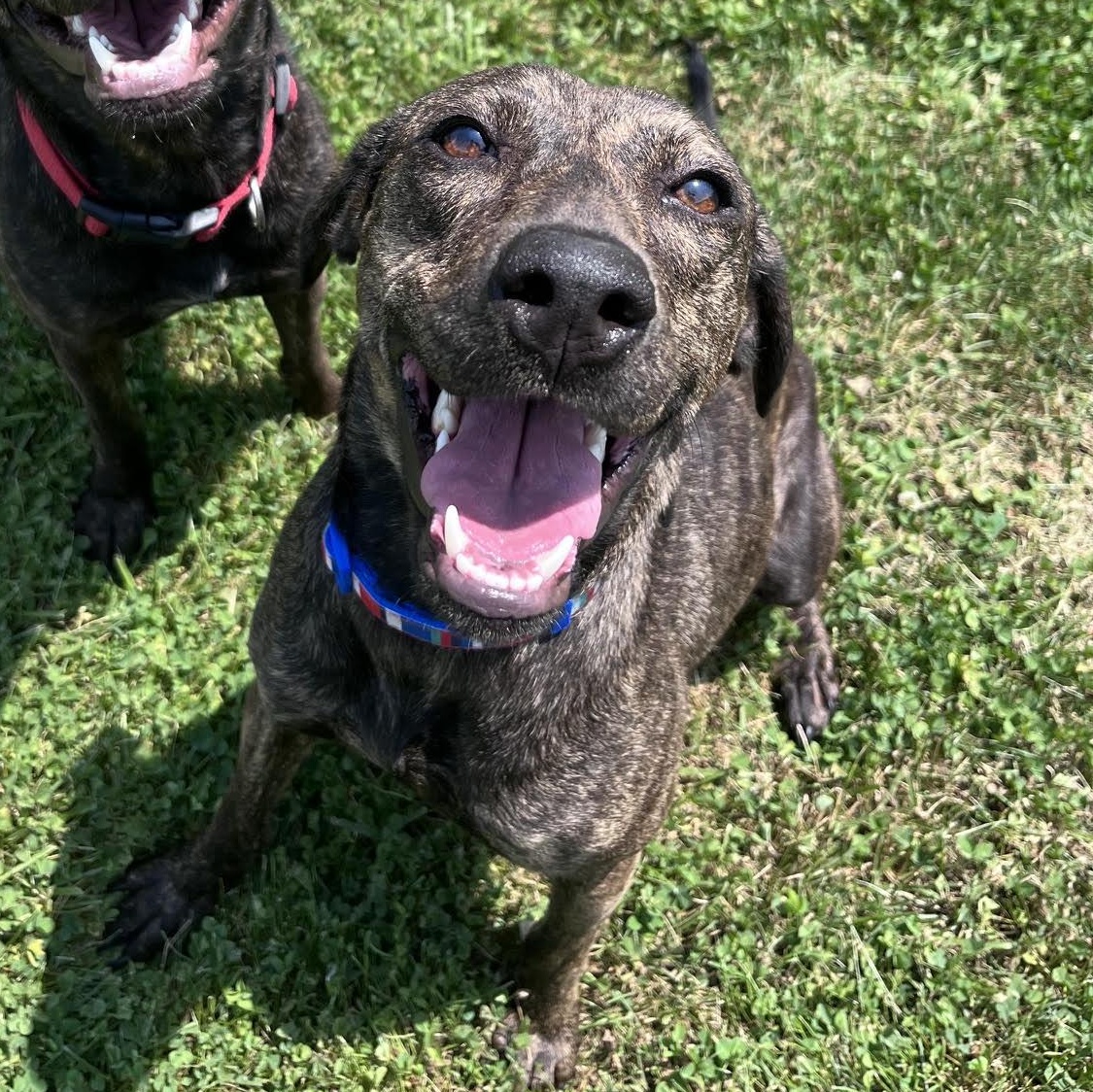 Macchiato, Adoptable, Adult Female Hound.