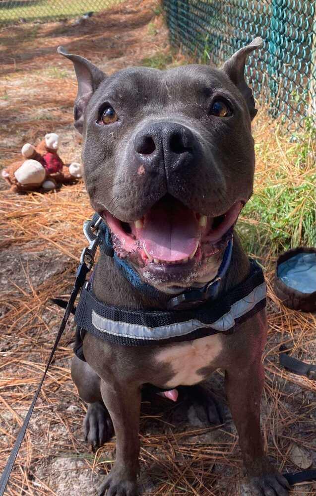 Enlarge PJ, a Adoptable American Bulldog in Milton, FL image 1/6