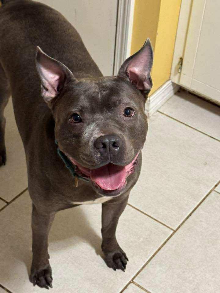 PJ, Adoptable, Young Male American Bulldog.