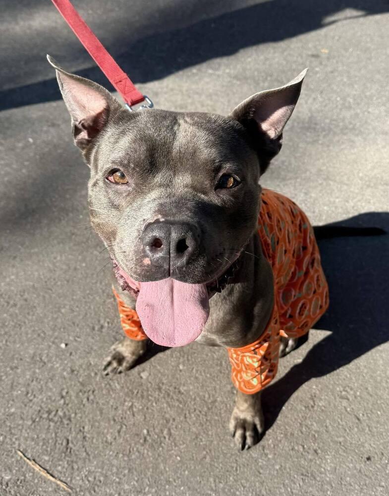 PJ, Adoptable, Young Male American Bulldog.