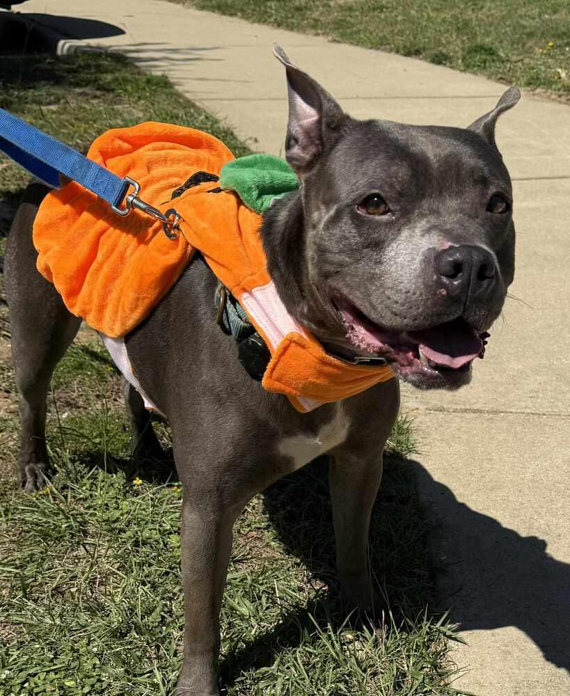 Enlarge PJ, a Adoptable American Bulldog in Milton, FL image 4/6