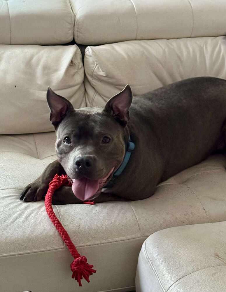 Enlarge PJ, a Adoptable American Bulldog in Milton, FL image 5/6