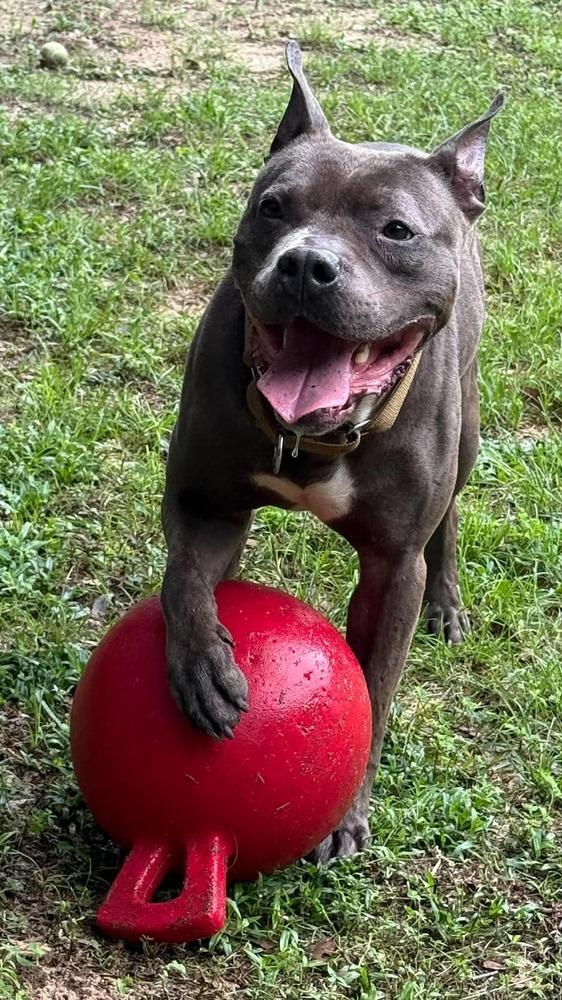 Enlarge PJ, a Adoptable American Bulldog in Milton, FL image 5/6