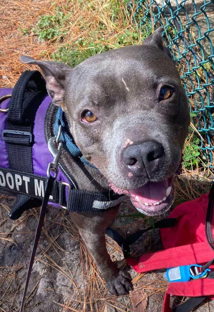 Enlarge PJ, a Adoptable American Bulldog in Milton, FL image 6/6