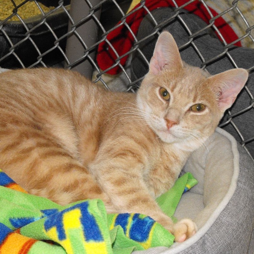 Enlarge Sloan (3332H), a Adoptable Tabby in Ogdensburg, NY image 1/2