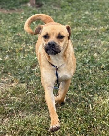 Clover, Adoptable, Young Male Boxer.