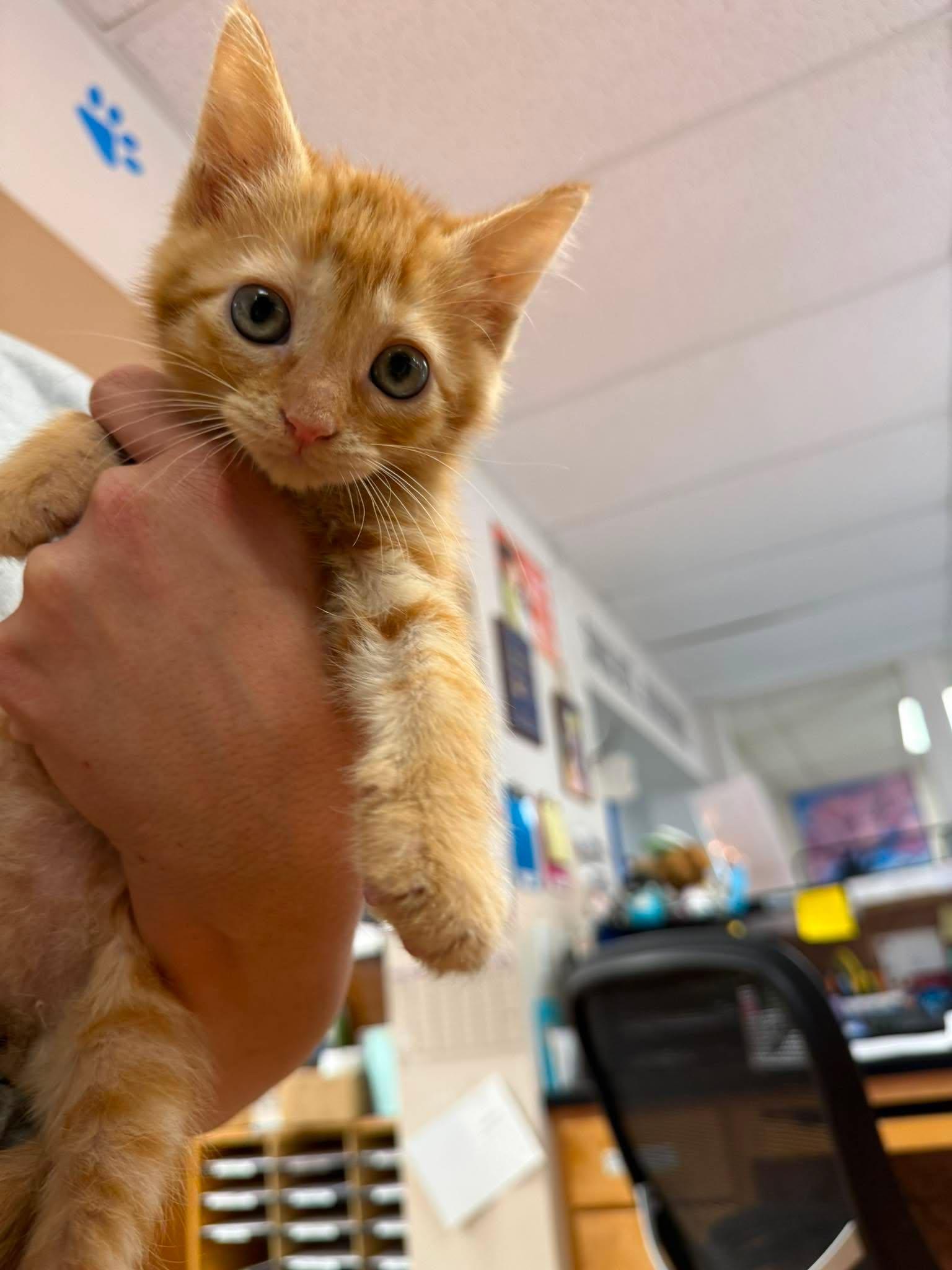 Enlarge Shawn, an adopted Domestic Short Hair in Canon City, CO image 1/1