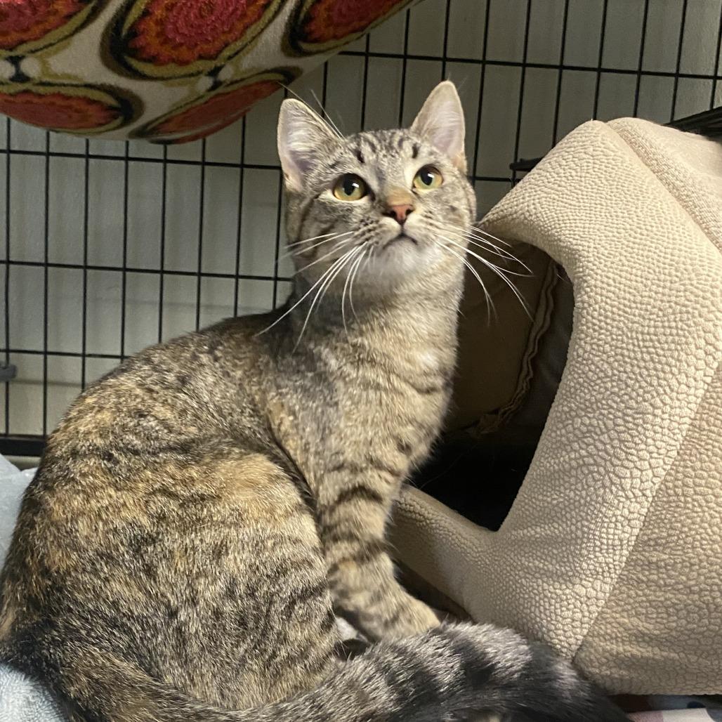 Posey, a Adoptable Domestic Short Hair in Fletcher, NC image 1/5
