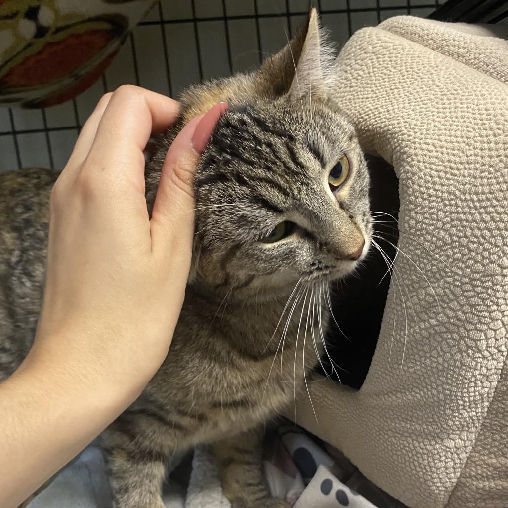 Posey, a Adoptable Domestic Short Hair in Fletcher, NC image 2/5
