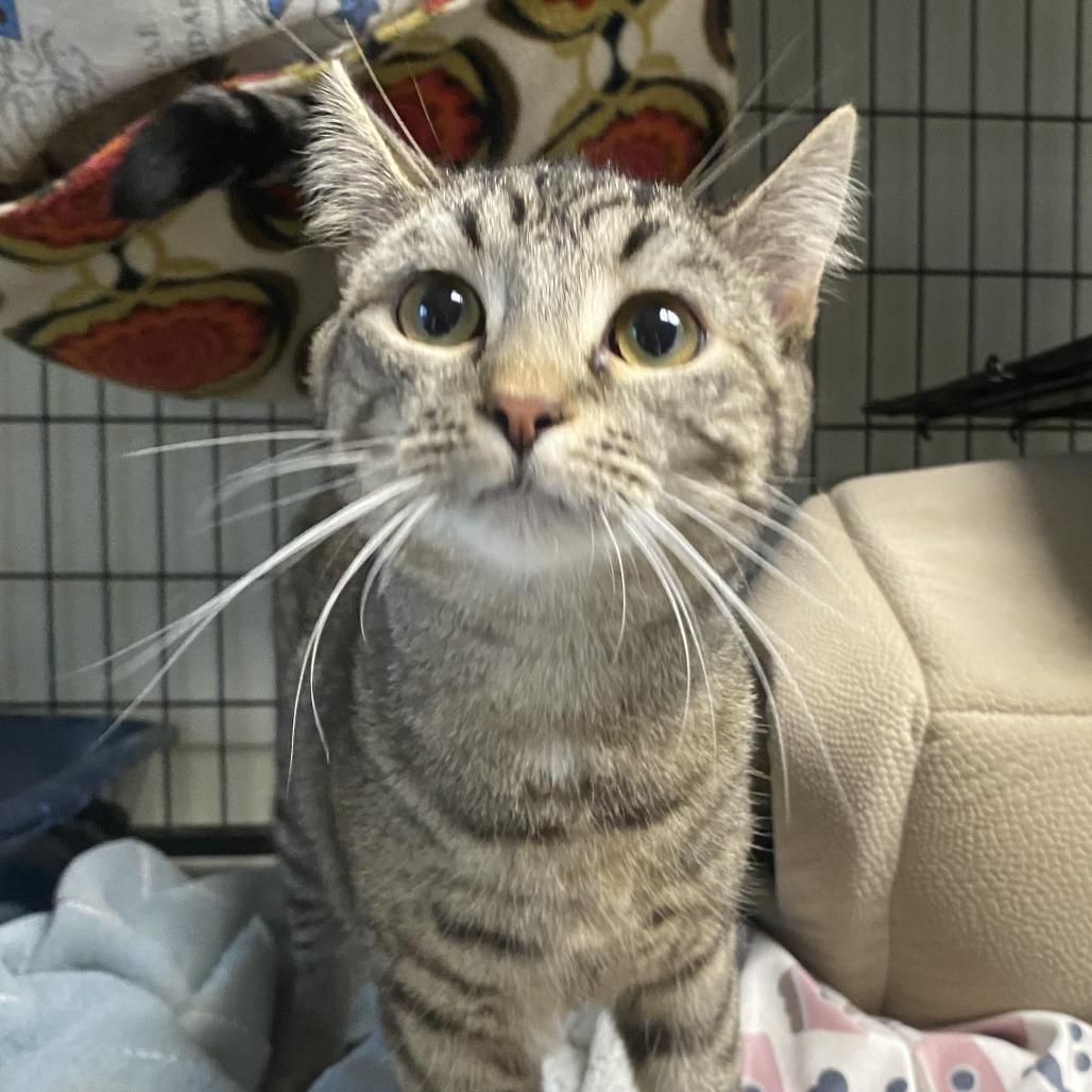 Posey, a Adoptable Domestic Short Hair in Fletcher, NC image 3/5