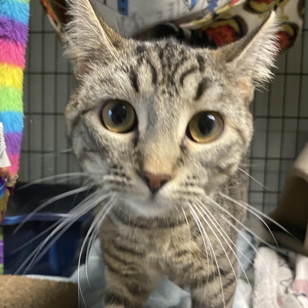Posey, a Adoptable Domestic Short Hair in Fletcher, NC image 4/5