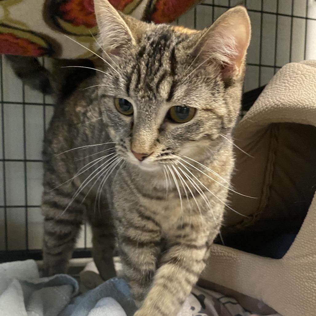 Posey, a Adoptable Domestic Short Hair in Fletcher, NC image 5/5