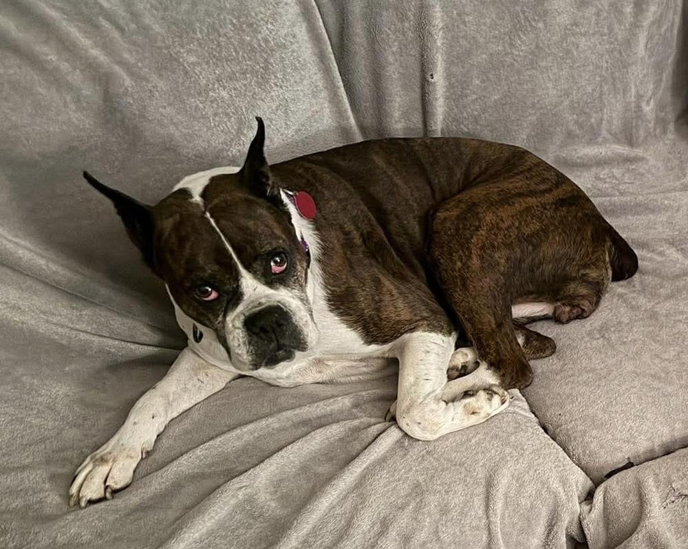 Daisy, Adoptable, Senior Female Boxer.