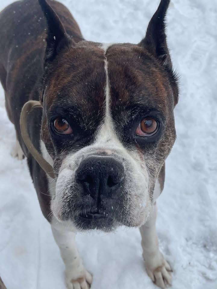Enlarge Daisy, a Adoptable Boxer in Sanford, MI image 2/6