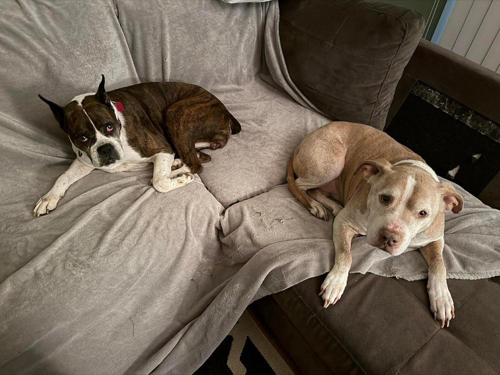 Enlarge Daisy, a Adoptable Boxer in Sanford, MI image 3/6