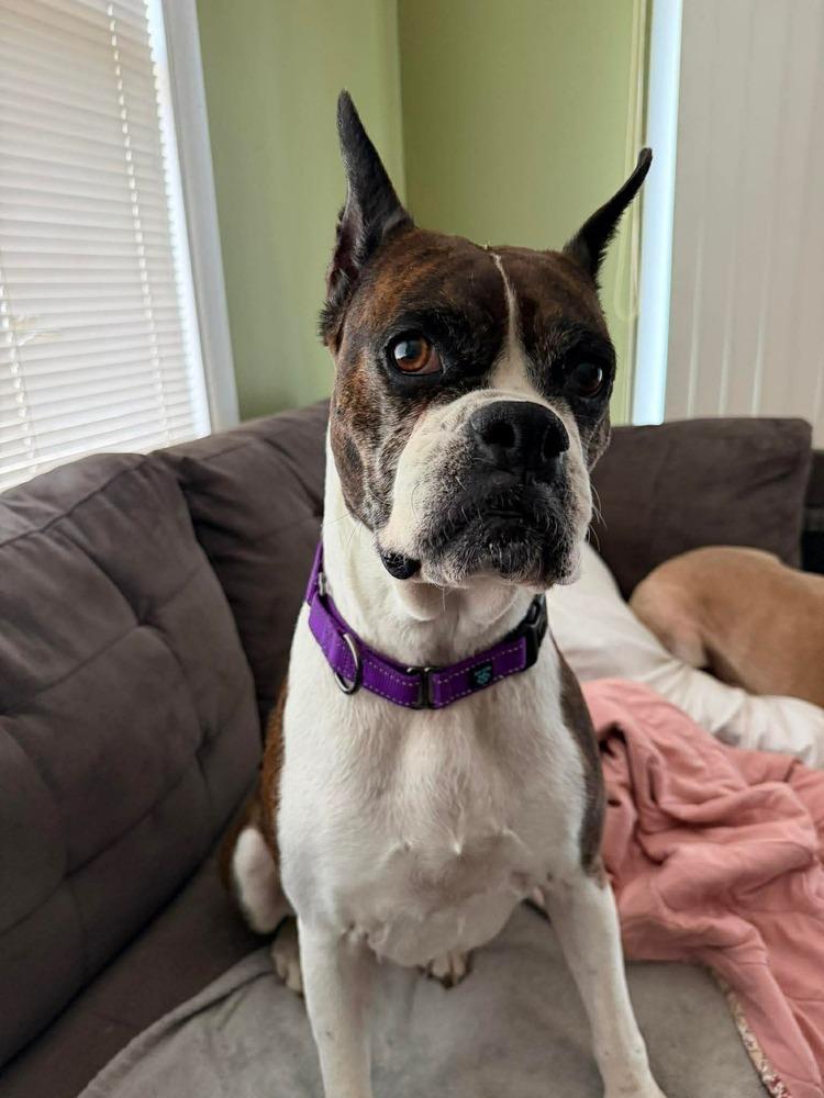 Enlarge Daisy, a Adoptable Boxer in Sanford, MI image 3/6