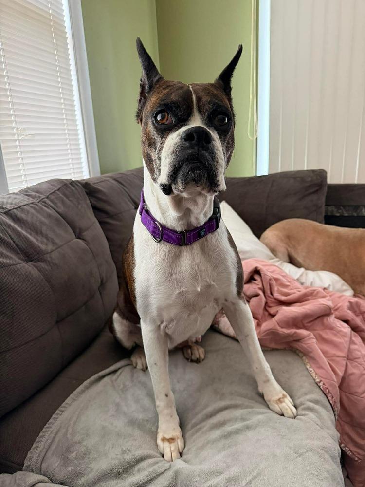 Enlarge Daisy, a Adoptable Boxer in Sanford, MI image 4/6
