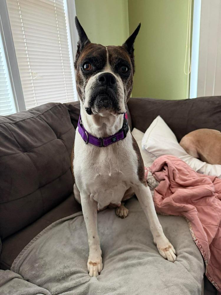Enlarge Daisy, a Adoptable Boxer in Sanford, MI image 5/6