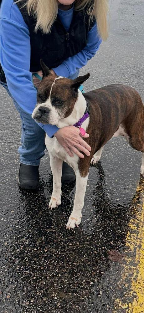 Enlarge Daisy, a Adoptable Boxer in Sanford, MI image 6/6
