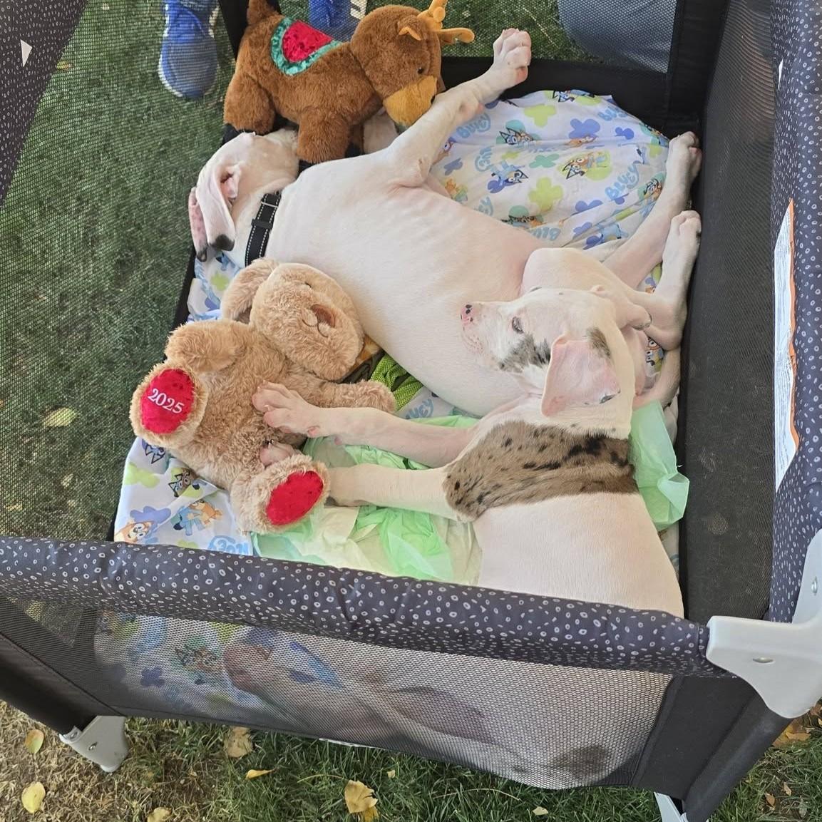 Queso, Adopted, Young Male Great Dane.