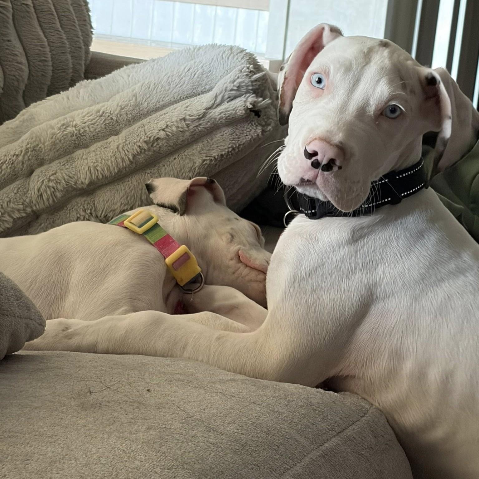 Enlarge Queso, a Adopted mixed breed in Mesa, AZ image 3/3
