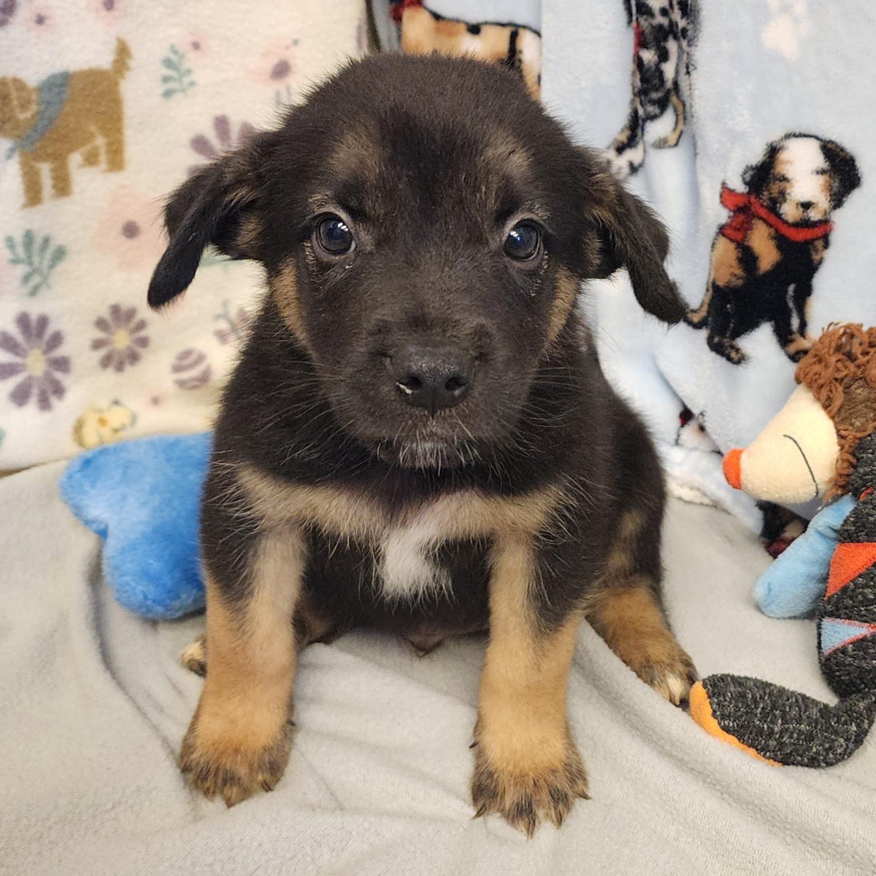 Coffee, a ADOPTABLE mixed breed in ALPINE, TX image 1/4