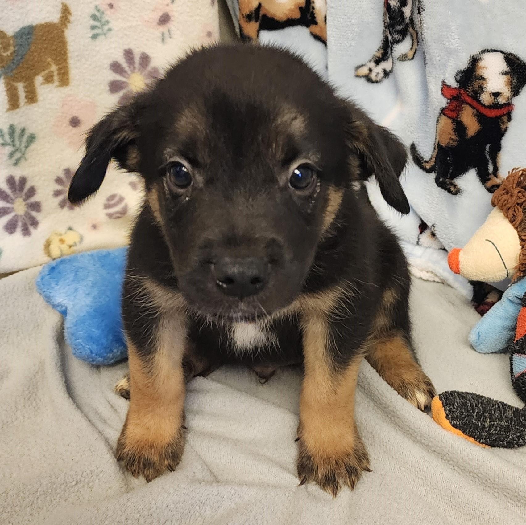 Coffee, a ADOPTABLE mixed breed in ALPINE, TX image 3/4