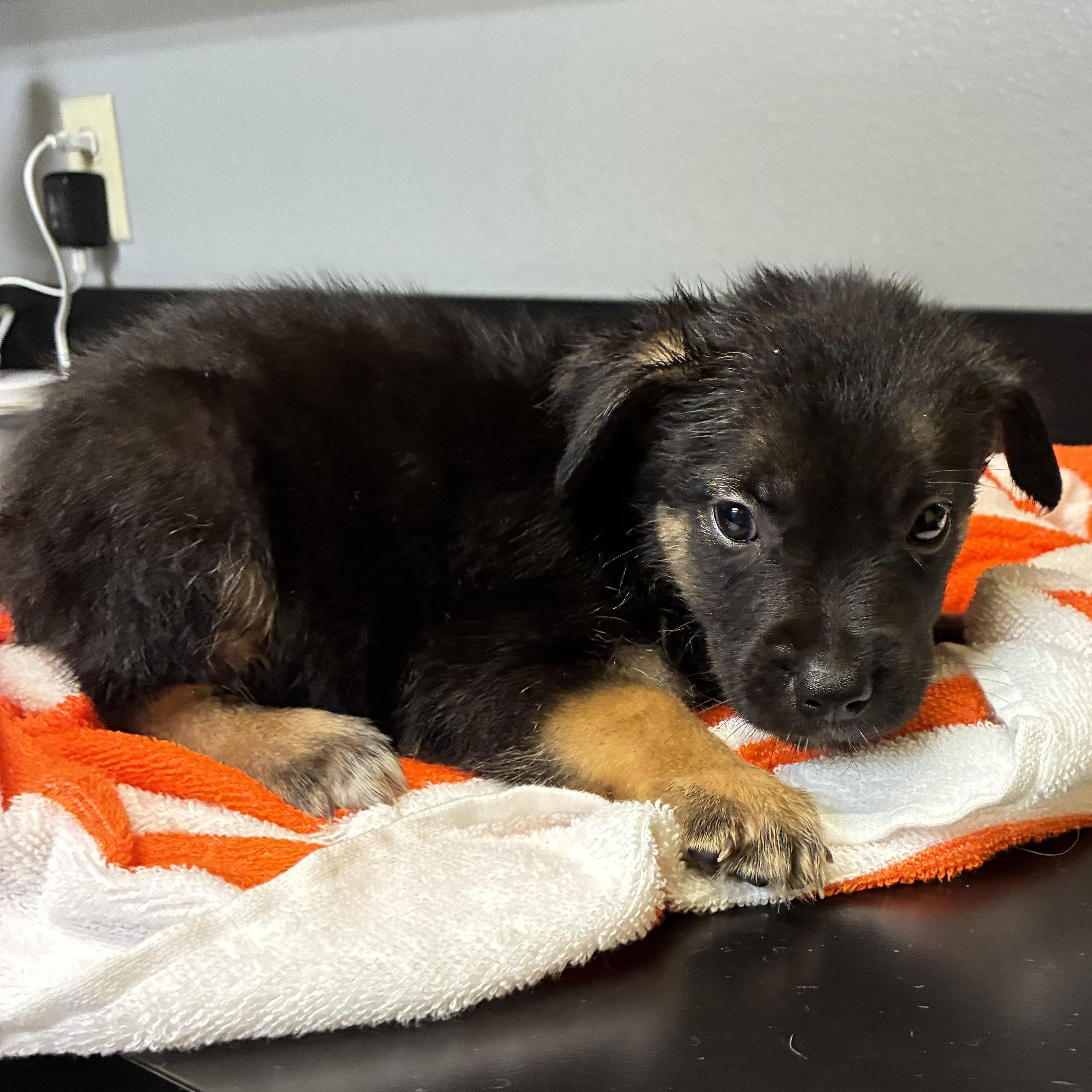 Coffee, a ADOPTABLE mixed breed in ALPINE, TX image 4/4