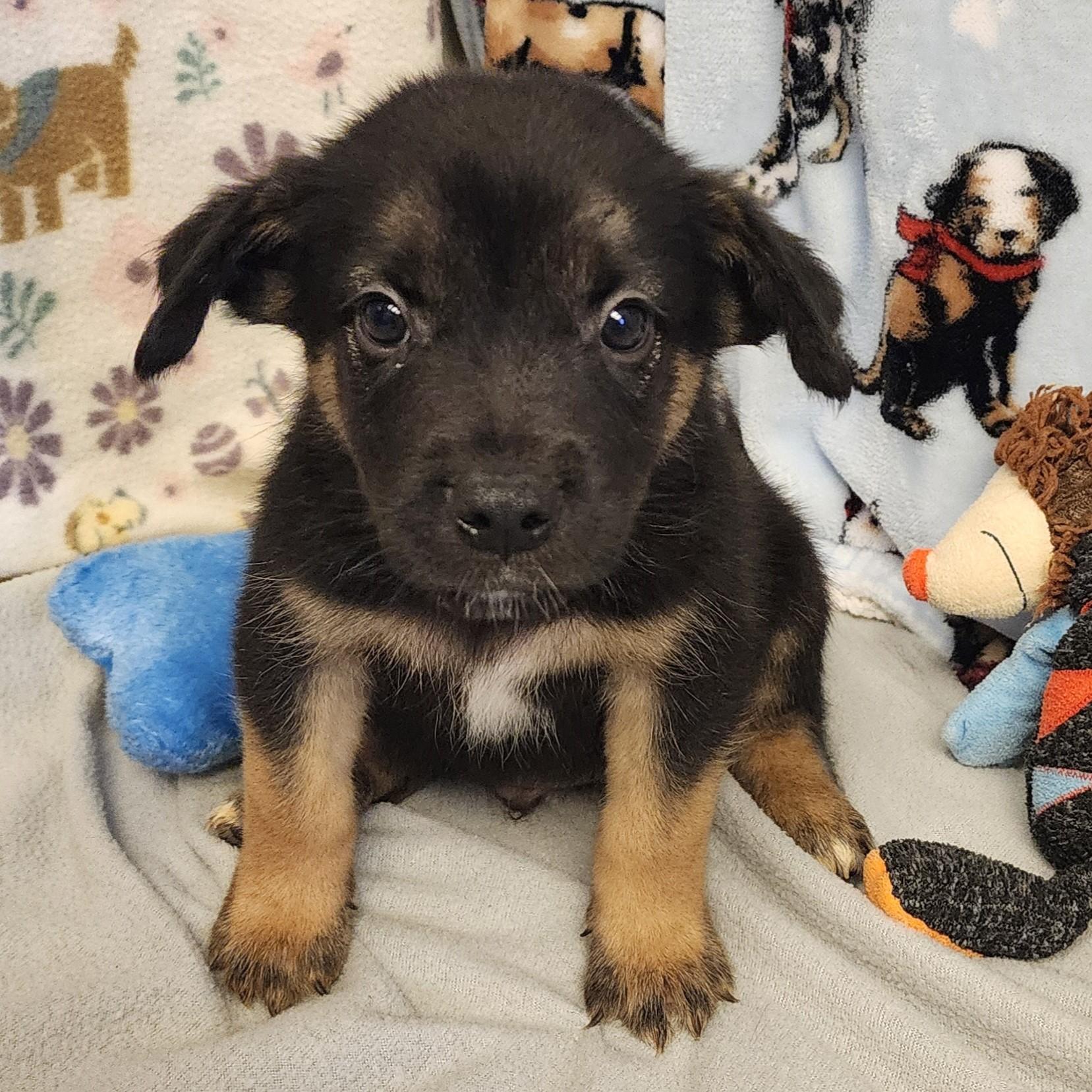 Coffee, a ADOPTABLE mixed breed in ALPINE, TX image 2/4