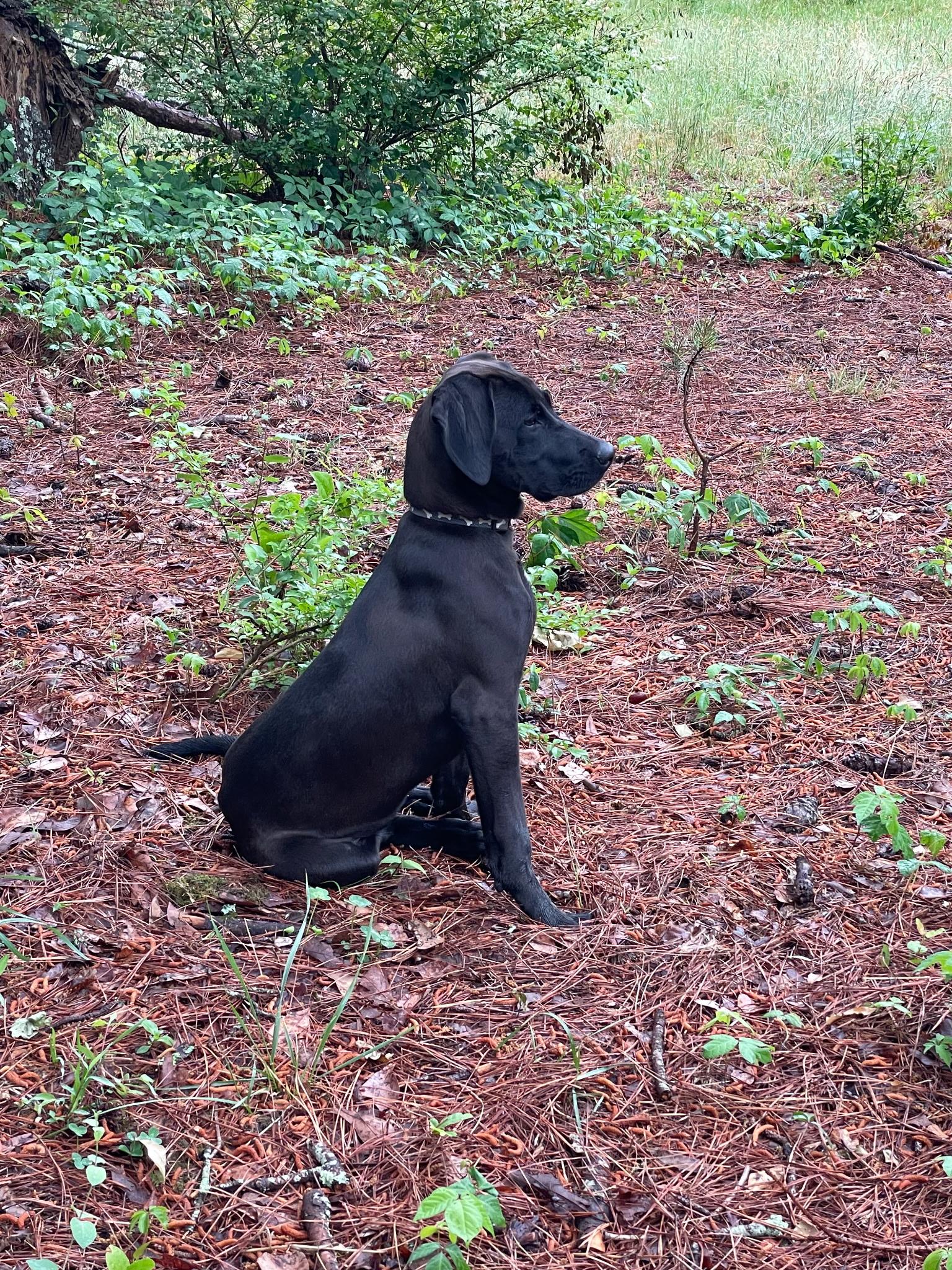 Enlarge Zumba - AVAILABLE TO FOSTER OR ADOPT, a ADOPTABLE mixed breed in Clayton, NC image 3/3