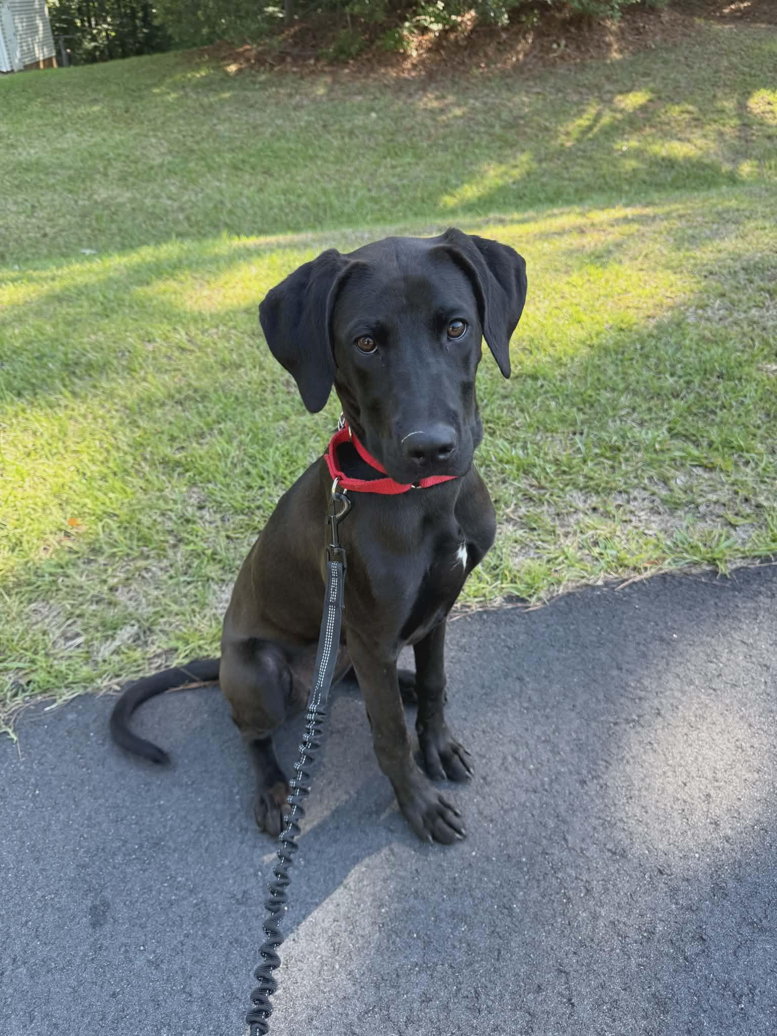 Zumba - IN FOSTER - AVAILABLE TO ADOPT, adopted, Puppy Female Labrador Retriever & Hound.