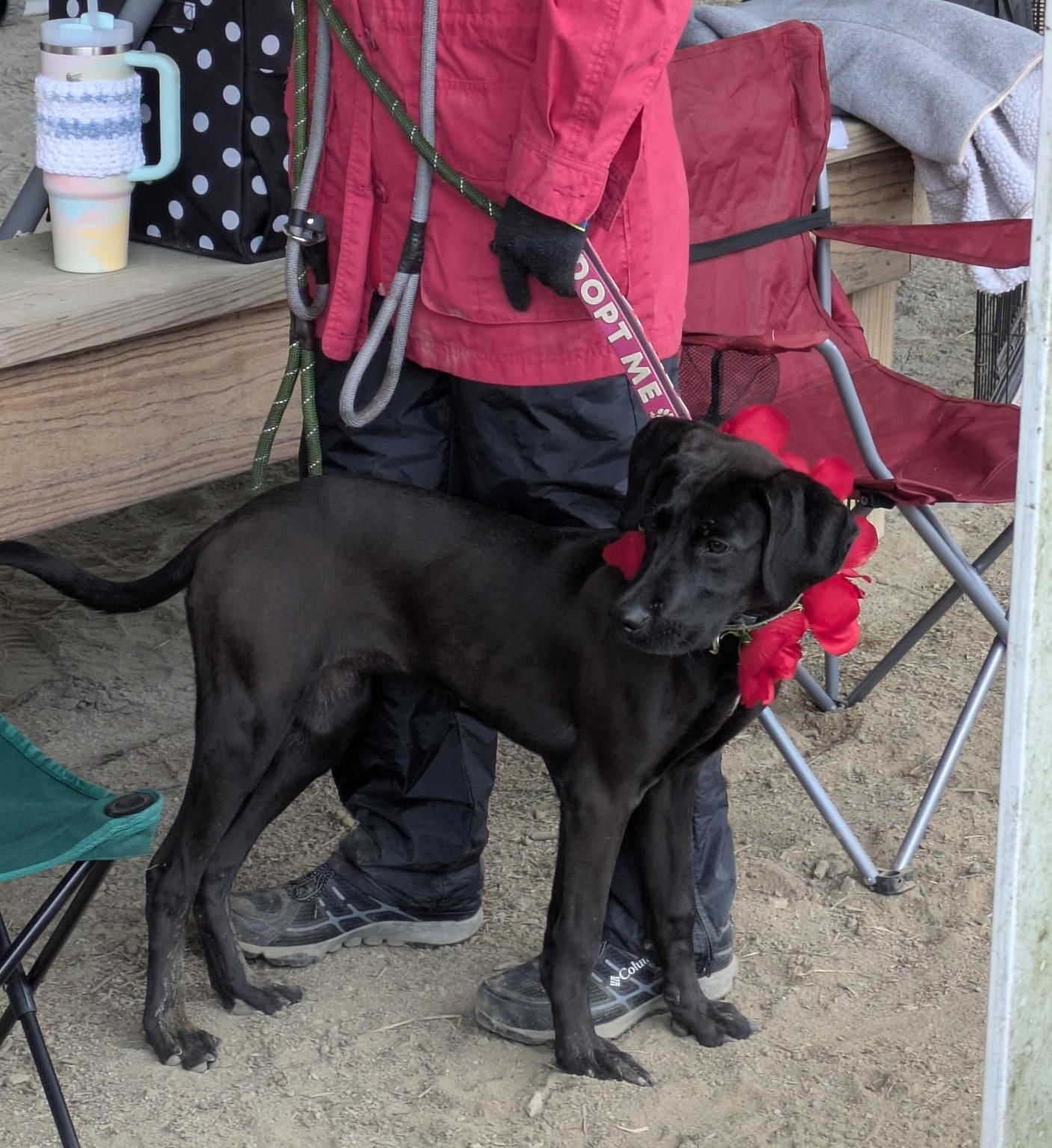 Enlarge Zumba - AVAILABLE TO FOSTER OR ADOPT, a ADOPTABLE mixed breed in Clayton, NC image 2/3